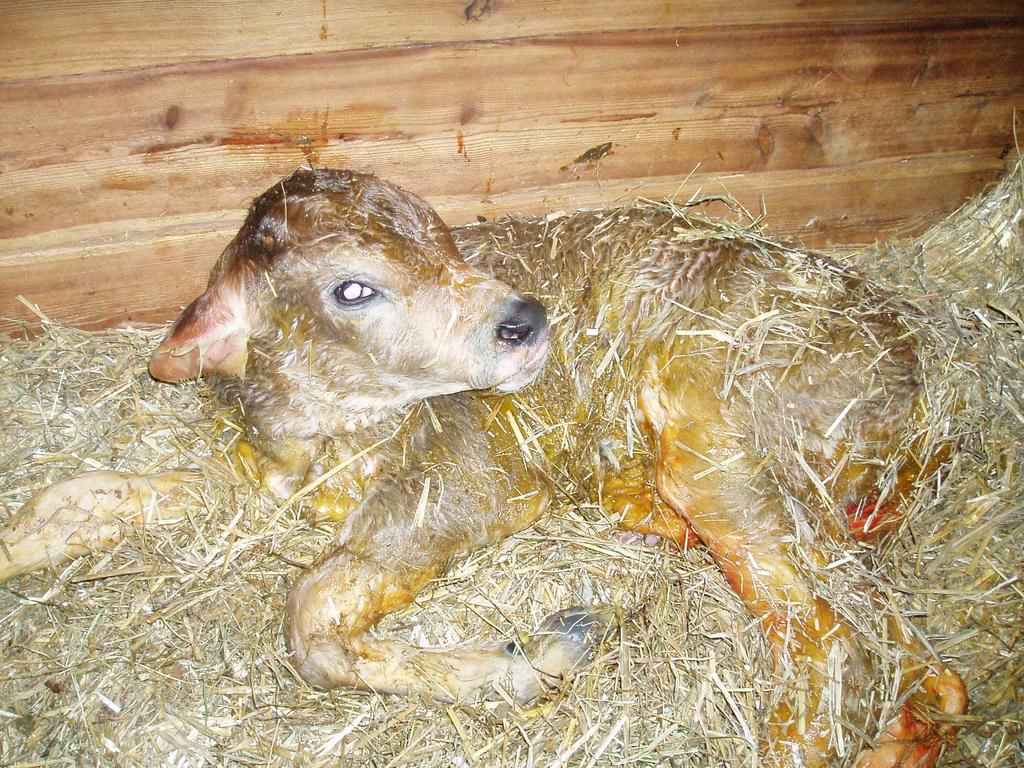 Hacklbauer Daire Altenmarkt im Pongau Dış mekan fotoğraf